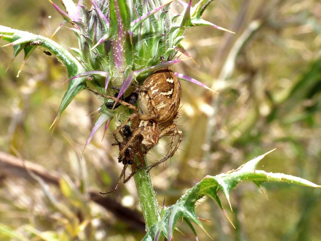 Oxyopes heterophtalmus con prede - Tolfa (RM)